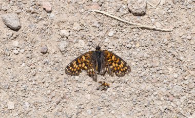 Heath fritillary (Melitaea athalia) Nymphalidae familyasından bir kelebek türü. Yoldaki bir böceğin cesedi. Üreme sonrası oluşumun doğal evresi..