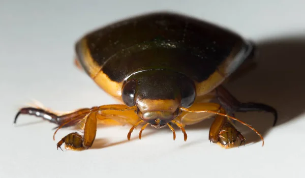 Dytiscidae Predaceous Diving Beetles Family Water Beetles Cybister Lateralimarginalis Male — Fotografia de Stock