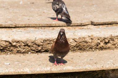 Kaya güvercini, ya da ortak güvercin, kuş Columbidae üyesidir. Metropoldeki hayvan yaşamı. Erkek güvercin kur kadın güvercin.