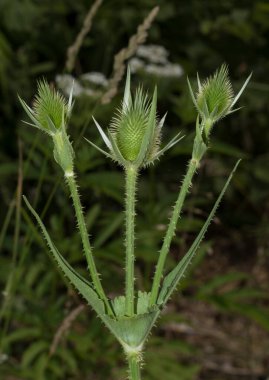 Dipsacus, Caprifoliaceae familyasından bir çiçekli bitki cinsidir. Bu cinsin üyeleri teasel, teazel veya teazle olarak bilinir.