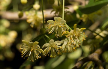Bir ıhlamur ağacı filizi. Şifalı bir bitkinin bahar çiçekleri.