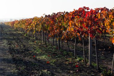 Mavi gökyüzüne karşı sarmaşık. Sonbaharda kırmızı yapraklı üzüm bağları. Şarap yapımı. Çiğ kaplı bir yaprağın makro fotoğrafçılığı. Seçici odak.
