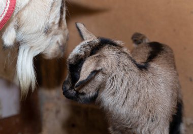 Alp Keçisi Süt Hayvanı. Annelik, bir anne ile yeni doğmuş bir keçi yavrusu arasındaki ilişki..