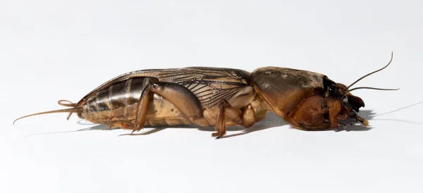 Gryllotalpa Yaygın Olarak Avrupa Köstebek Cırcırböceği Olarak Bilinir Tarım Tarlalarını — Stok fotoğraf