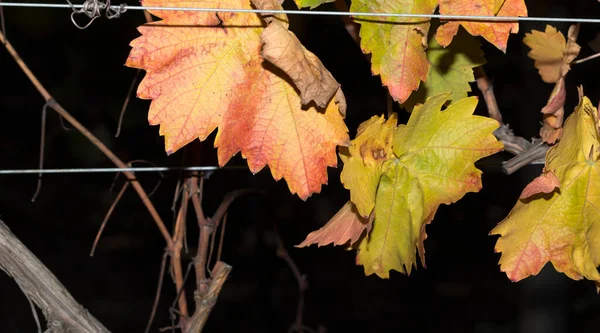 Weinrebe Auf Schwarzem Hintergrund Weinberge Herbst Mit Rotem Laub Übergang — Stockfoto