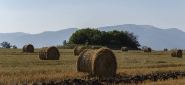 Buğday hasadı. Tarlada yuvarlak saman balyaları. Dağlık alanlarda tarım.