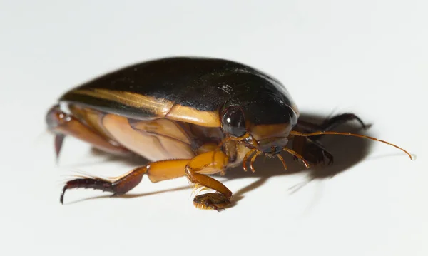 Dytiscidae Predaceous Diving Beetles Family Water Beetles Cybister Lateralimarginalis Male — Stock fotografie