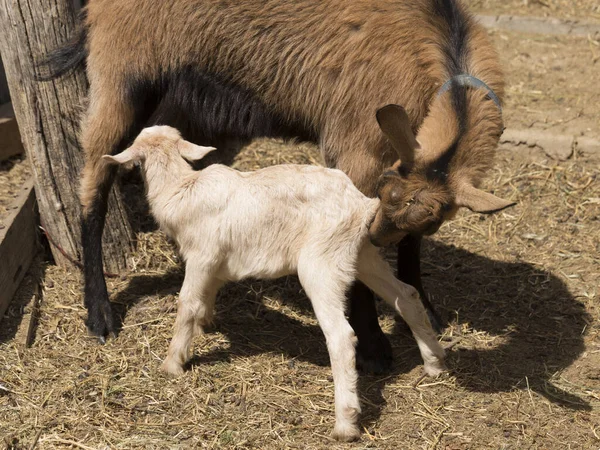 Alpine Goat Dairy Animal Motherhood Relationship Mother Newborn Baby Goat — Stock Photo, Image