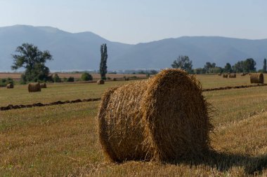 Buğday hasadı. Tarlada yuvarlak saman balyaları. Dağlık alanlarda tarım.