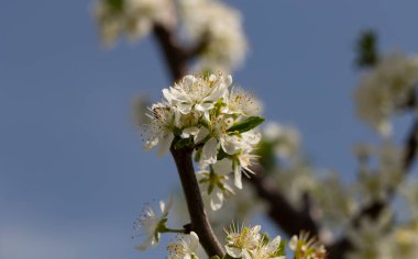 Nisan ayında erik çiçeği. Meyve ağacının beyaz çiçekleri. Arılar ve diğer böcekler çiçekler tozlaşın.