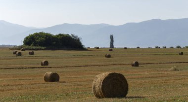 Buğday hasadı. Tarlada yuvarlak saman balyaları. Dağlık alanlarda tarım.