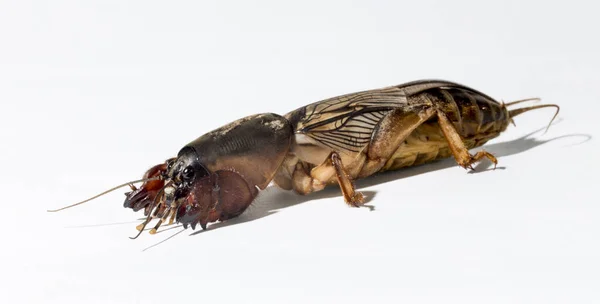 Gryllotalpa Gemeinhin Als Maulwurf Cricket Bekannt Ein Insekt Das Landwirtschaftliche — Stockfoto