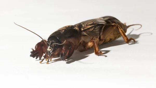 Gryllotalpa Comúnmente Conocido Como Grillo Topo Europeo Insecto Parasitando Plantaciones — Foto de Stock