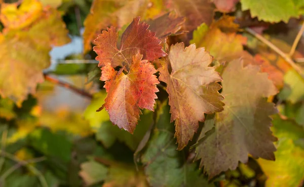 Vigneti Autunno Con Fogliame Rosso Vinificazione Macro Fotografia Una Foglia — Foto Stock