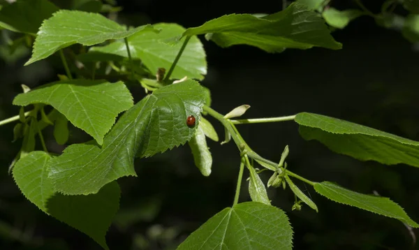 Brin Tilleul Floraison Printanière Une Plante Médicinale — Photo