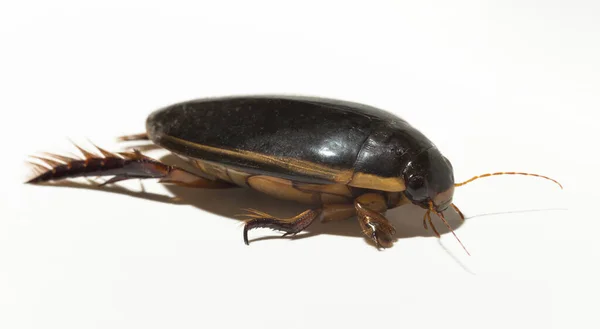Dytiscidae Predaceous Diving Beetles Family Water Beetles Cybister Lateralimarginalis Male — стокове фото
