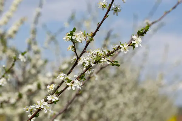 Plum Blossom April White Flowers Fruit Tree Bees Other Insects — Stock Photo, Image