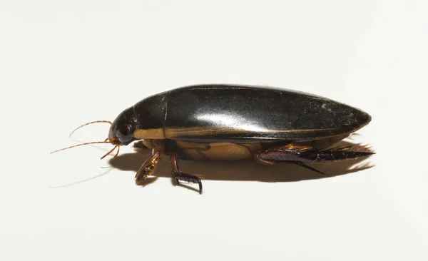 Dytiscidae Predaceous Diving Beetles Family Water Beetles Cybister Lateralimarginalis Male — Stockfoto