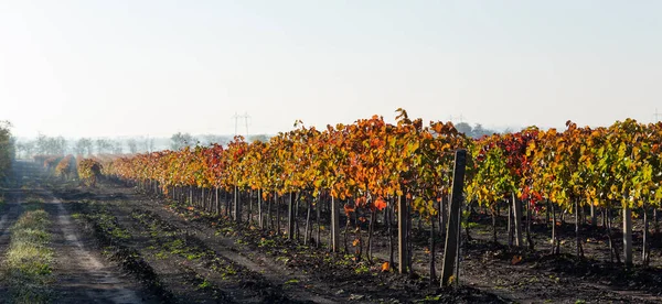 Vine Mot Den Blå Himlen Vinodlingar Hösten Med Röda Lövverk Stockbild