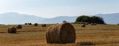 Buğday hasadı. Tarlada yuvarlak saman balyaları. Dağlık alanlarda tarım.