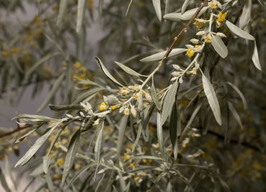 Elaeagnus commutata, Elaeagnus familyasından bir kuş türü. Çalının bahar çiçekleri. Bitkinin üzerindeki sarı çiçekler..
