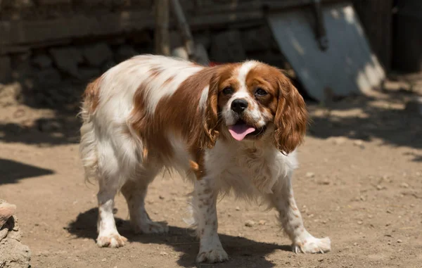 The Cavalier King Charles Spaniel is a small breed of spaniel classed in the toy group of The Kennel Club and the American Kennel Club.