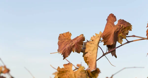 Reben Gegen Den Blauen Himmel Weinberge Herbst Mit Rotem Laub — Stockfoto