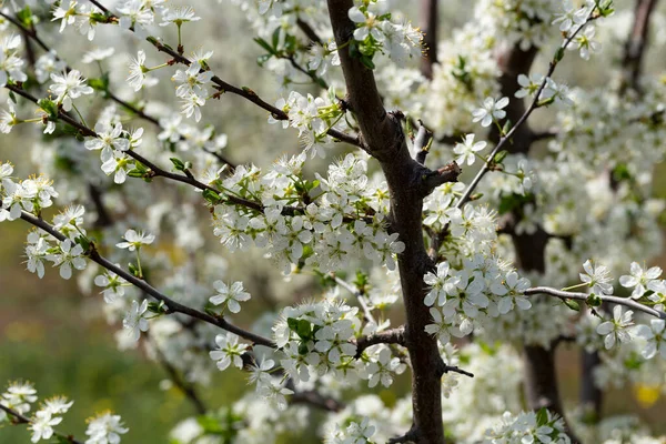 Plum Blossom April White Flowers Fruit Tree Bees Other Insects — Stock Photo, Image