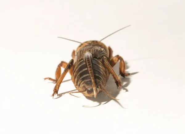 Gryllotalpa Yaygın Olarak Avrupa Köstebek Cırcırböceği Olarak Bilinir Tarım Tarlalarını — Stok fotoğraf