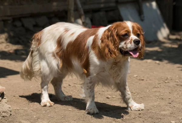 The Cavalier King Charles Spaniel is a small breed of spaniel classed in the toy group of The Kennel Club and the American Kennel Club.