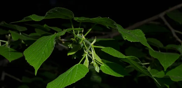 Ein Lindenzweig Frühjahrsblüte Einer Heilpflanze — Stockfoto