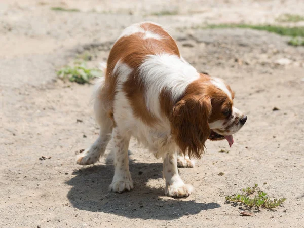 The Cavalier King Charles Spaniel is a small breed of spaniel classed in the toy group of The Kennel Club and the American Kennel Club.
