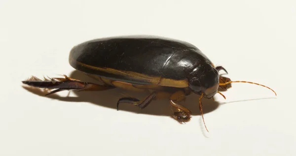 Dytiscidae Predaceous Diving Beetles Family Water Beetles Cybister Lateralimarginalis Male — Stok fotoğraf