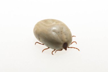 Ixodes ricinus, the castor bean tick, is a chiefly European species of hard-bodied tick. Female.