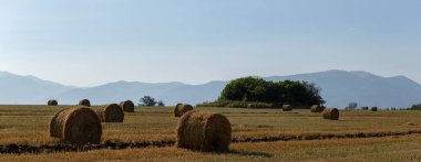 Buğday hasadı. Tarlada yuvarlak saman balyaları. Dağlık alanlarda tarım.