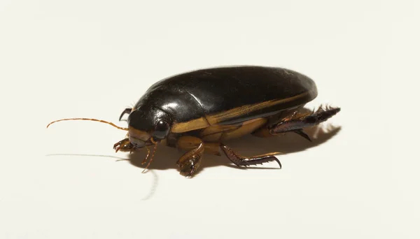 Dytiscidae Predaceous Diving Beetles Family Water Beetles Cybister Lateralimarginalis Male — 图库照片