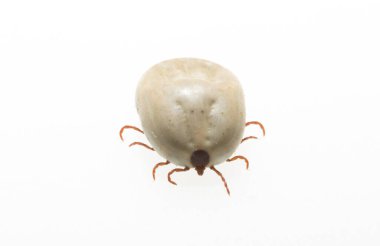 Ixodes ricinus, the castor bean tick, is a chiefly European species of hard-bodied tick. Female.