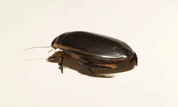 菊科动物是早熟的潜水甲虫 一种家庭水栖甲虫 侧侧卵巢炎 — 图库照片