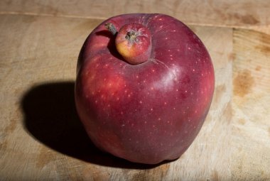 Kırmızı Lezzetli elma. Siyam ikizi, yapışık, asalak, koca elmalı ucube..