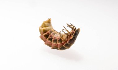 Lampyridae Lampyris noctiluca. Yaygın parlayan kurt Avrupa. Dişi Ateşböceği.