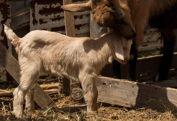 Alpine Ziegenmilchtiere Mutterschaft Die Beziehung Zwischen Einer Mutter Und Einer — Stockfoto