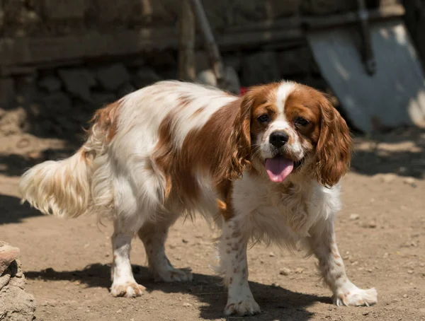 The Cavalier King Charles Spaniel is a small breed of spaniel classed in the toy group of The Kennel Club and the American Kennel Club.