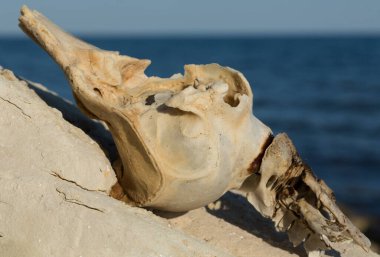 Decomposition of the corpse of a Black Sea dolphin. The skull of a marine mammal. Environmental cataclysm. Death of animals.