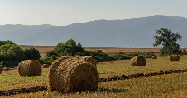 Colheita Trigo Fardos Redondos Palha Campo Agricultura Zonas Montanhosas — Fotografia de Stock