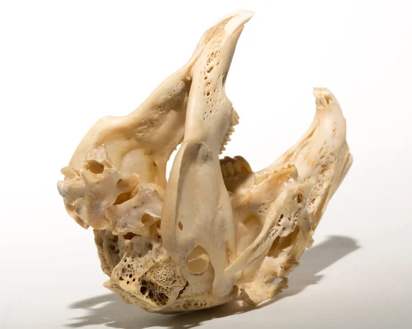 Cráneo Liebre Sobre Fondo Blanco Roedor Lepus Timidus Los Huesos — Foto de Stock