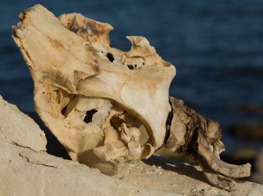 Decomposition of the corpse of a Black Sea dolphin. The skull of a marine mammal. Environmental cataclysm. Death of animals.