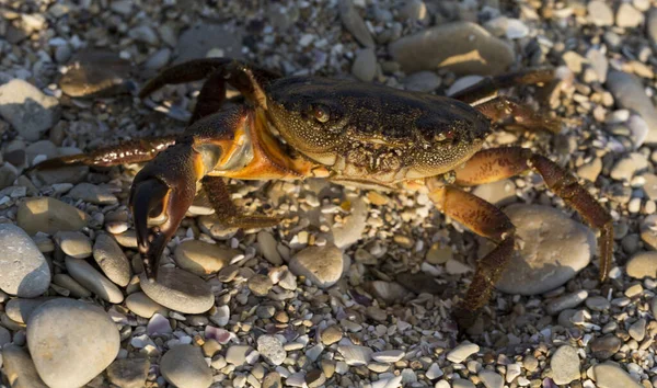 Eriphia Verrucosa Ook Wel Wrattenkrab Gele Krab Genoemd Zwarte Zee — Stockfoto