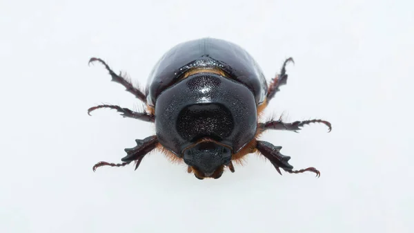 Oryctes Nasicornis Een Keversoort Uit Familie Waterroofkevers Dynastinae Imago Een — Stockfoto