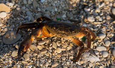 Eriha verrucosa, bazen siğilli yengeç ya da sarı yengeç olarak da bilinir. Karadeniz.