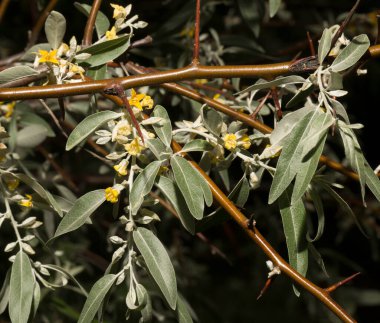 Elaeagnus commutata, Elaeagnus familyasından bir kuş türü. Çalının bahar çiçekleri. Bitkinin üzerindeki sarı çiçekler..